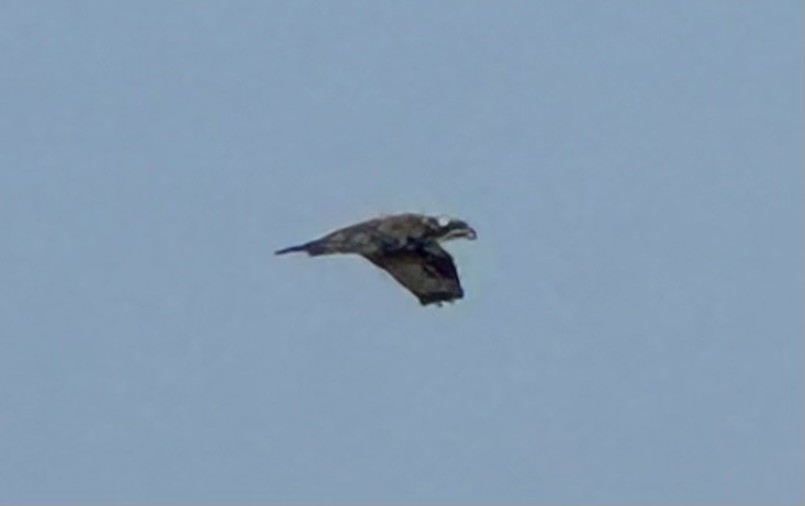 Osprey (carolinensis) - ML622208315