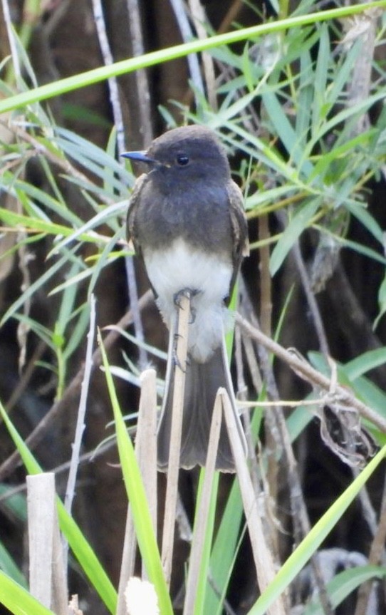 Black Phoebe - Erin Jones