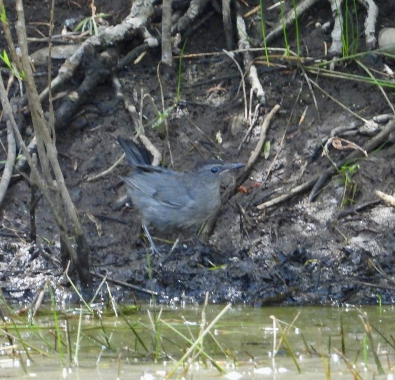 Pájaro Gato Gris - ML622208352