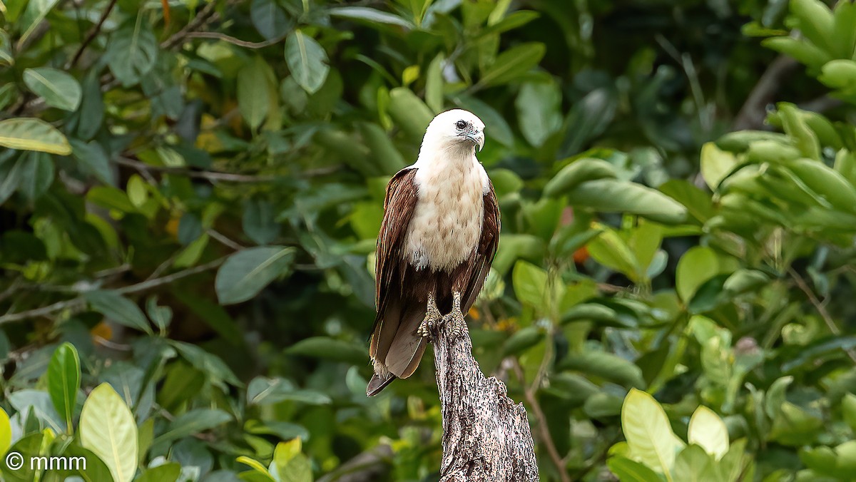 Brahminy Kite - ML622208366