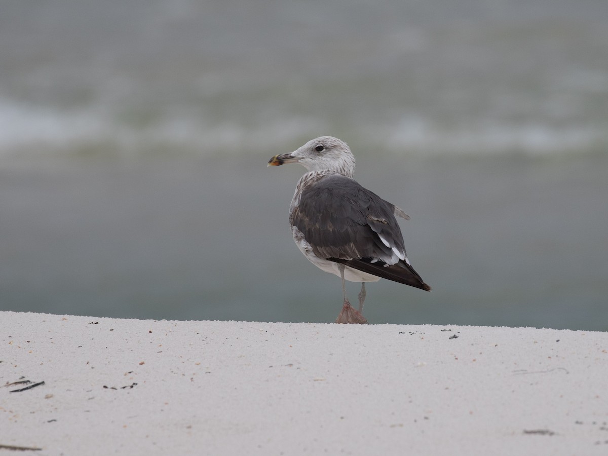 Lesser Black-backed Gull - ML622208431