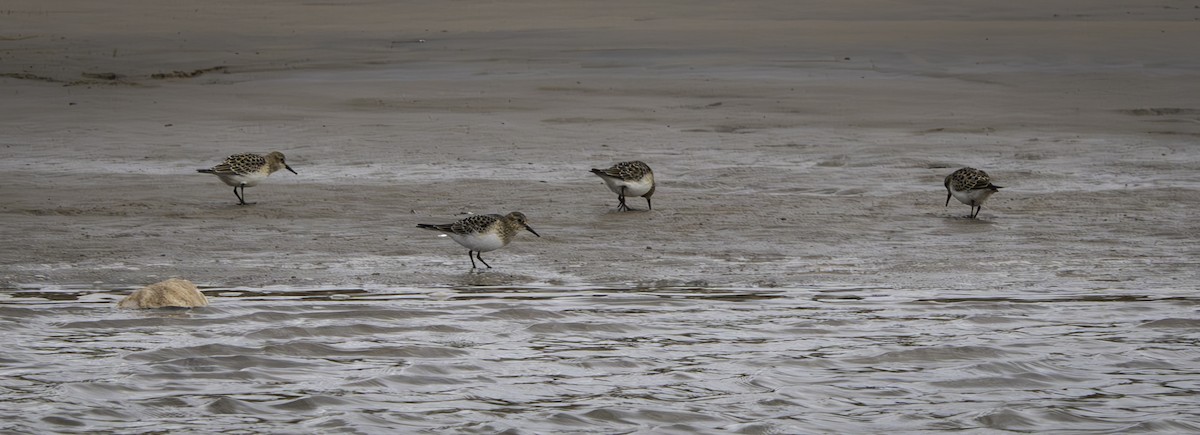 Bécasseau sanderling - ML622208444