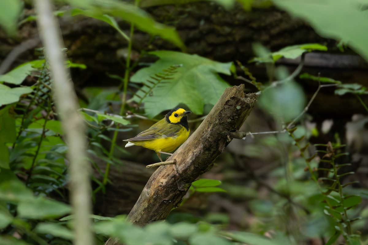 Hooded Warbler - ML622208463