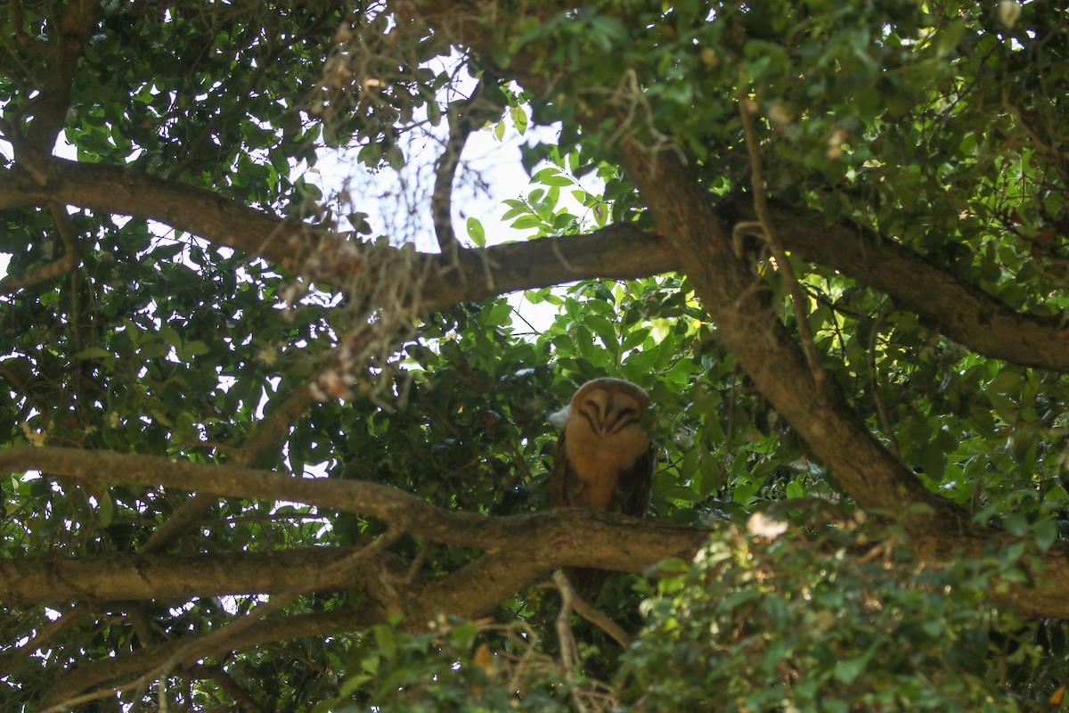 American Barn Owl - ML622208548