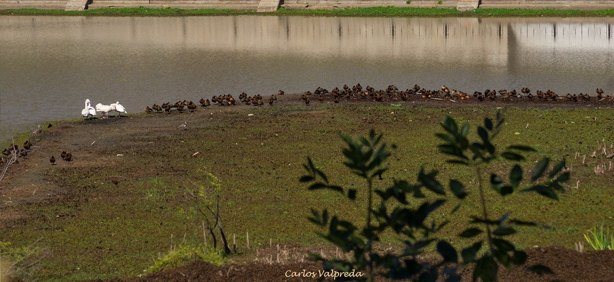 White-faced Whistling-Duck - ML622208551