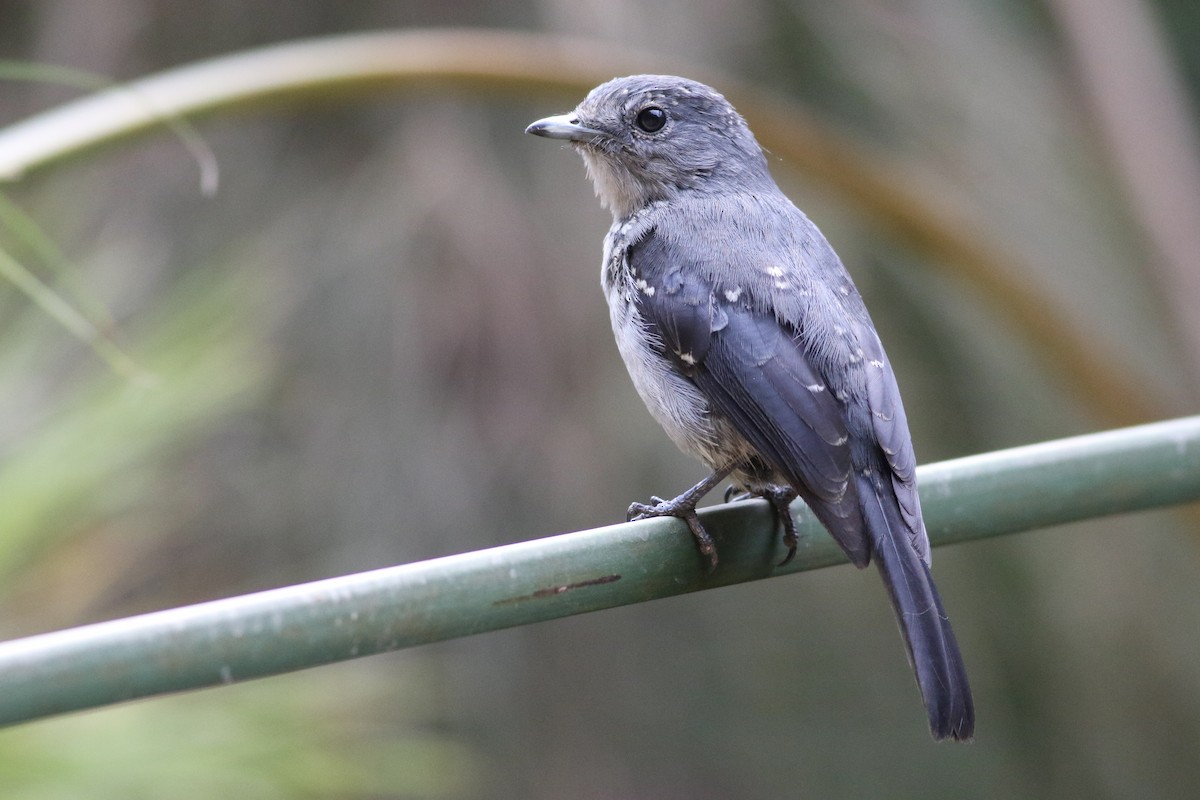 White-eyed Slaty-Flycatcher - ML622208583