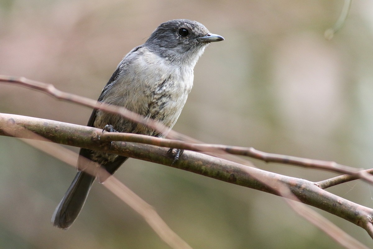 White-eyed Slaty-Flycatcher - ML622208585