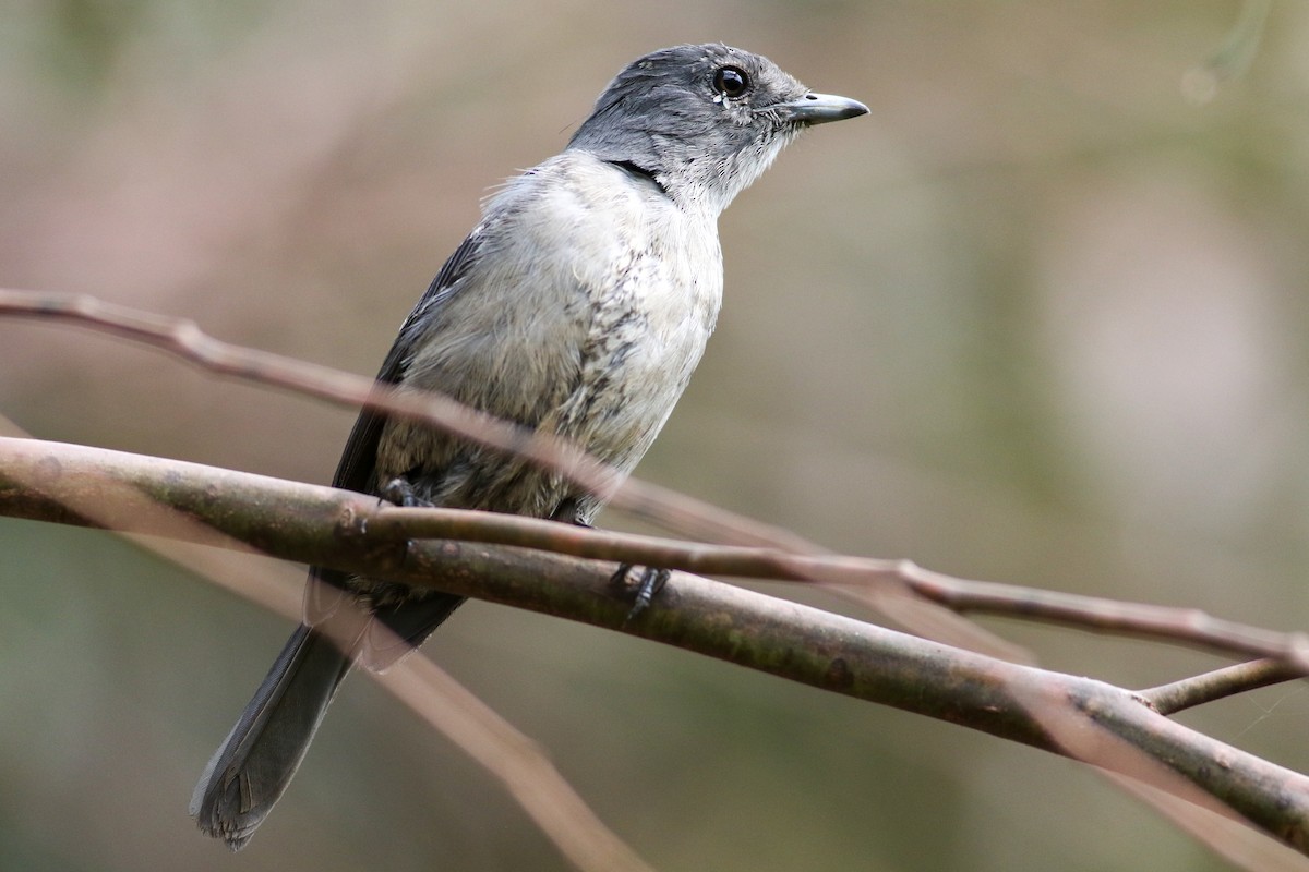 White-eyed Slaty-Flycatcher - ML622208587