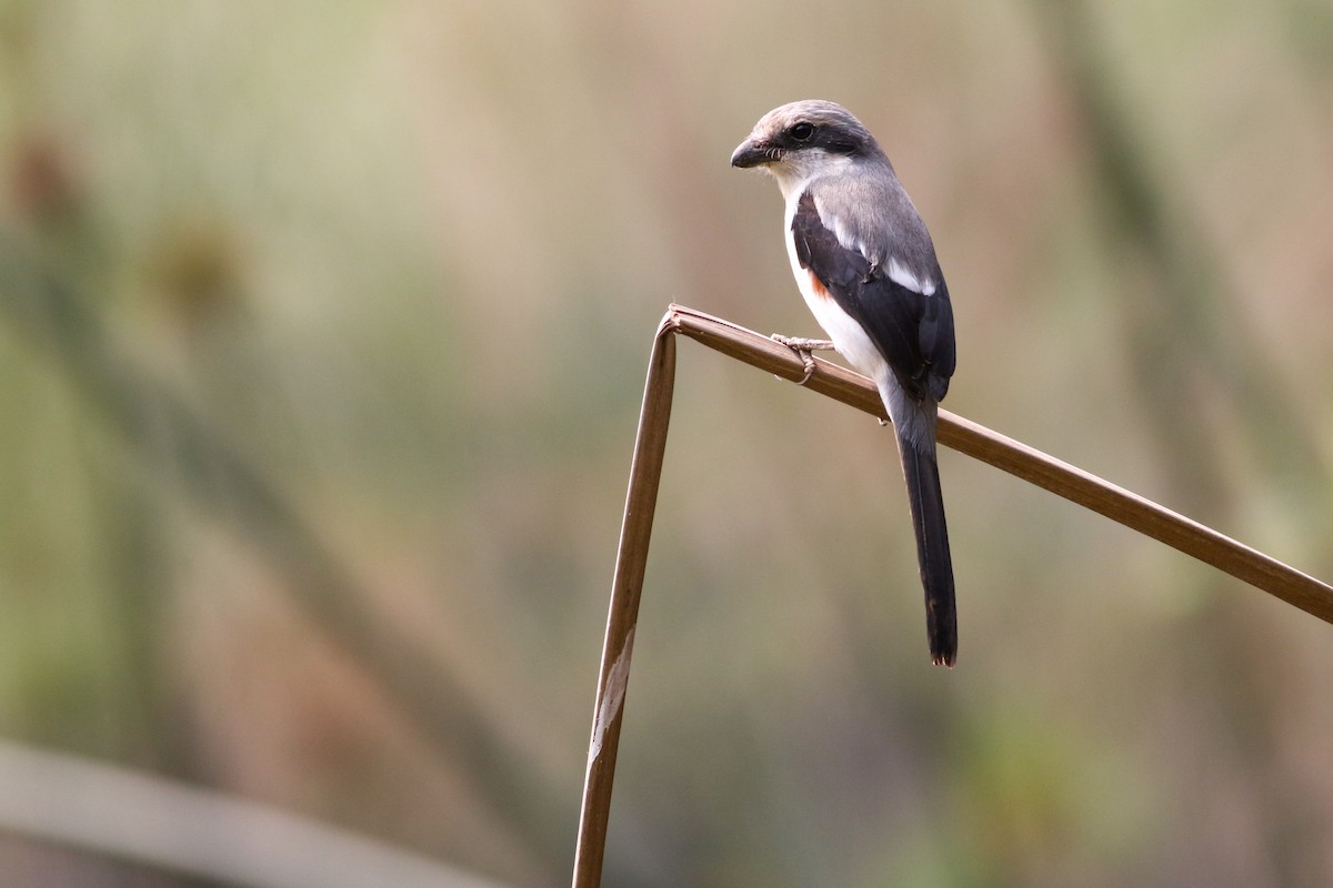 Mackinnon's Shrike - ML622208591