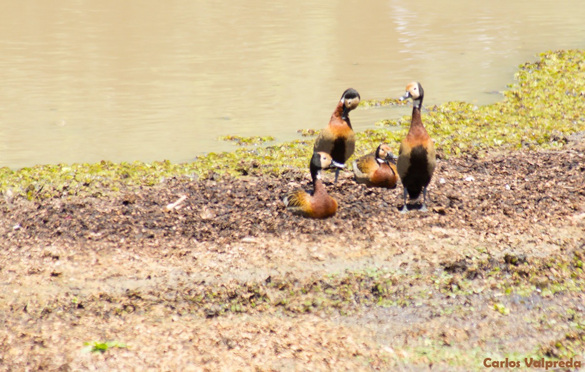 White-faced Whistling-Duck - ML622208592