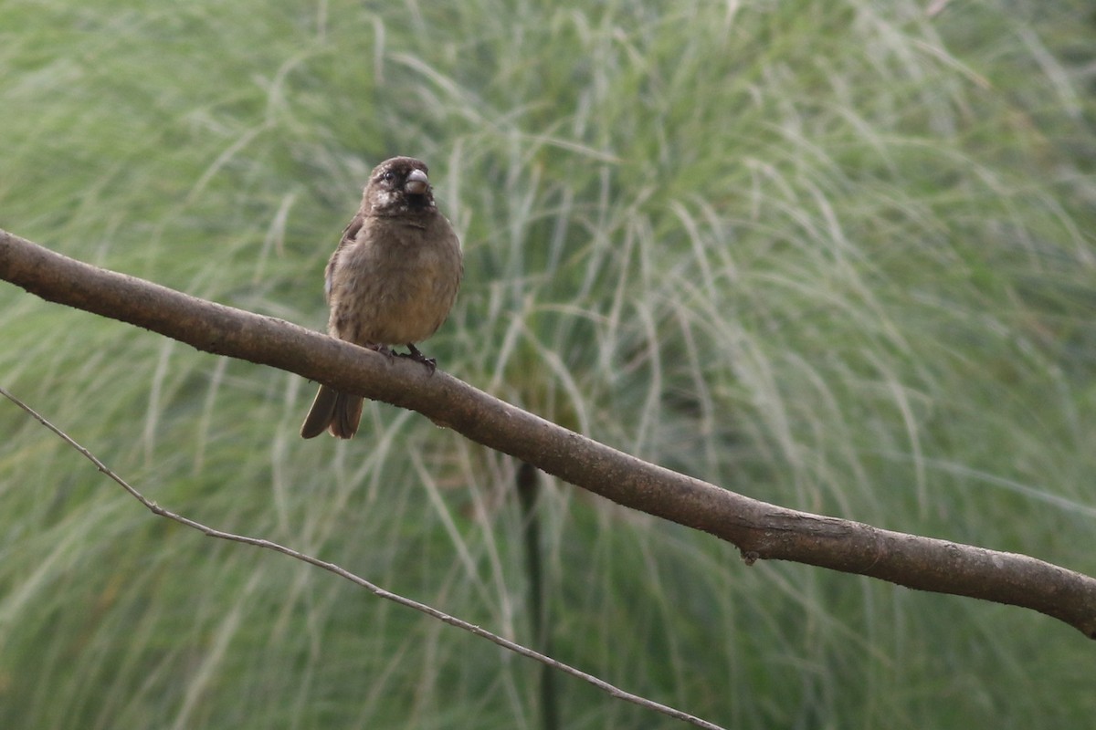 Thick-billed Seedeater - ML622208609