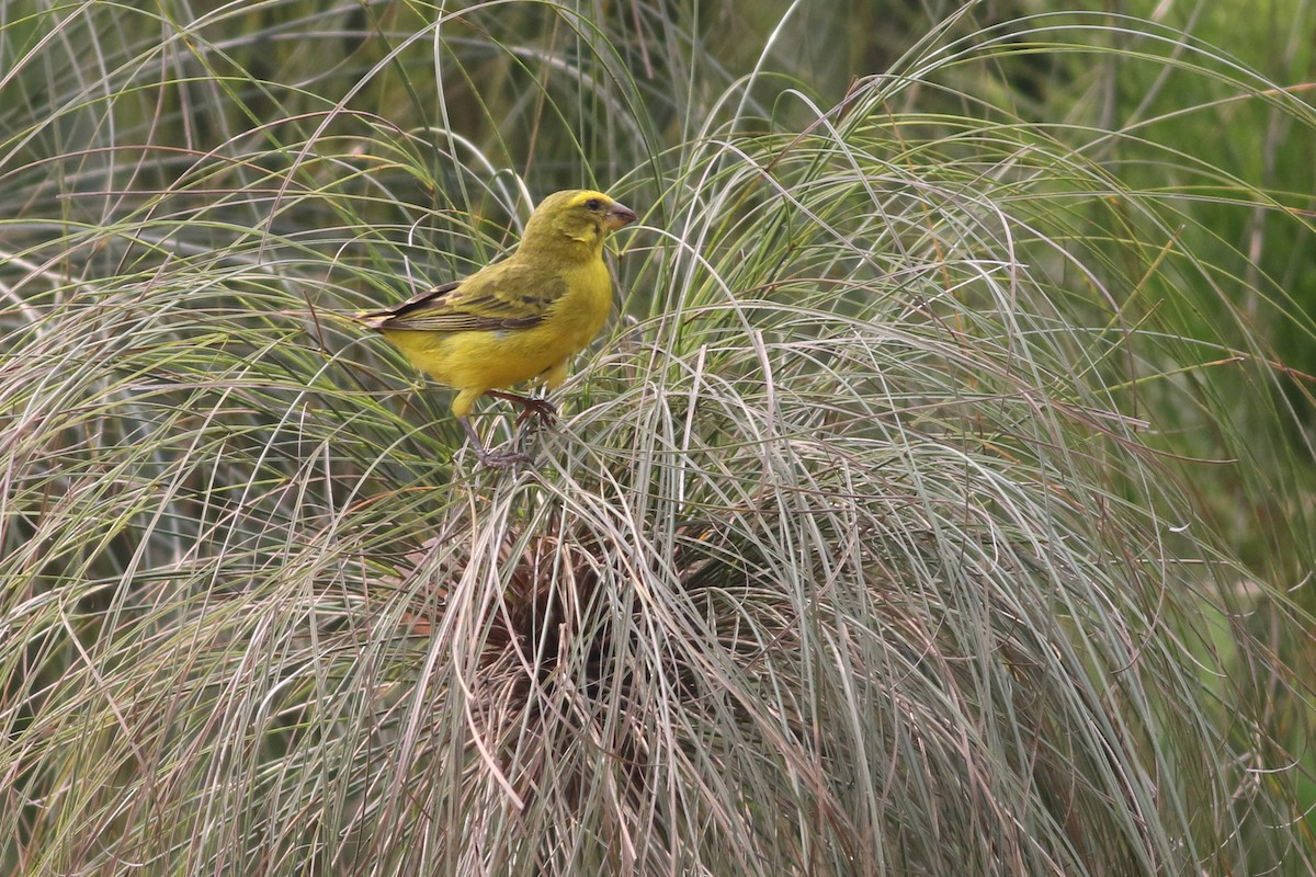 Brimstone Canary - ML622208620