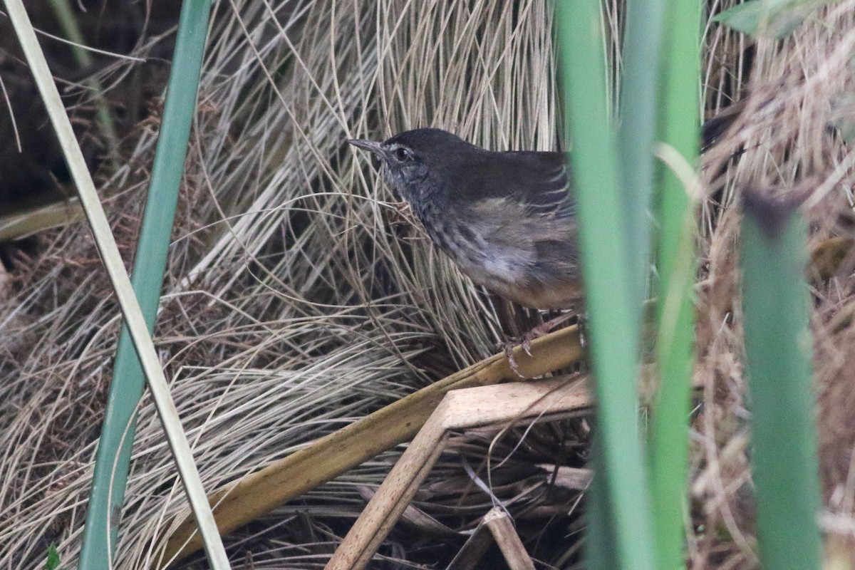 White-winged Swamp Warbler - ML622208622