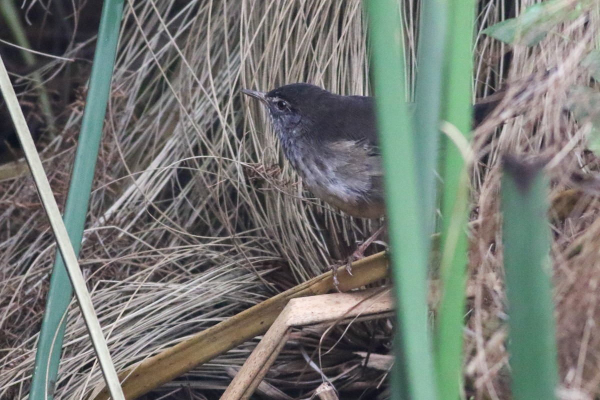 White-winged Swamp Warbler - ML622208627