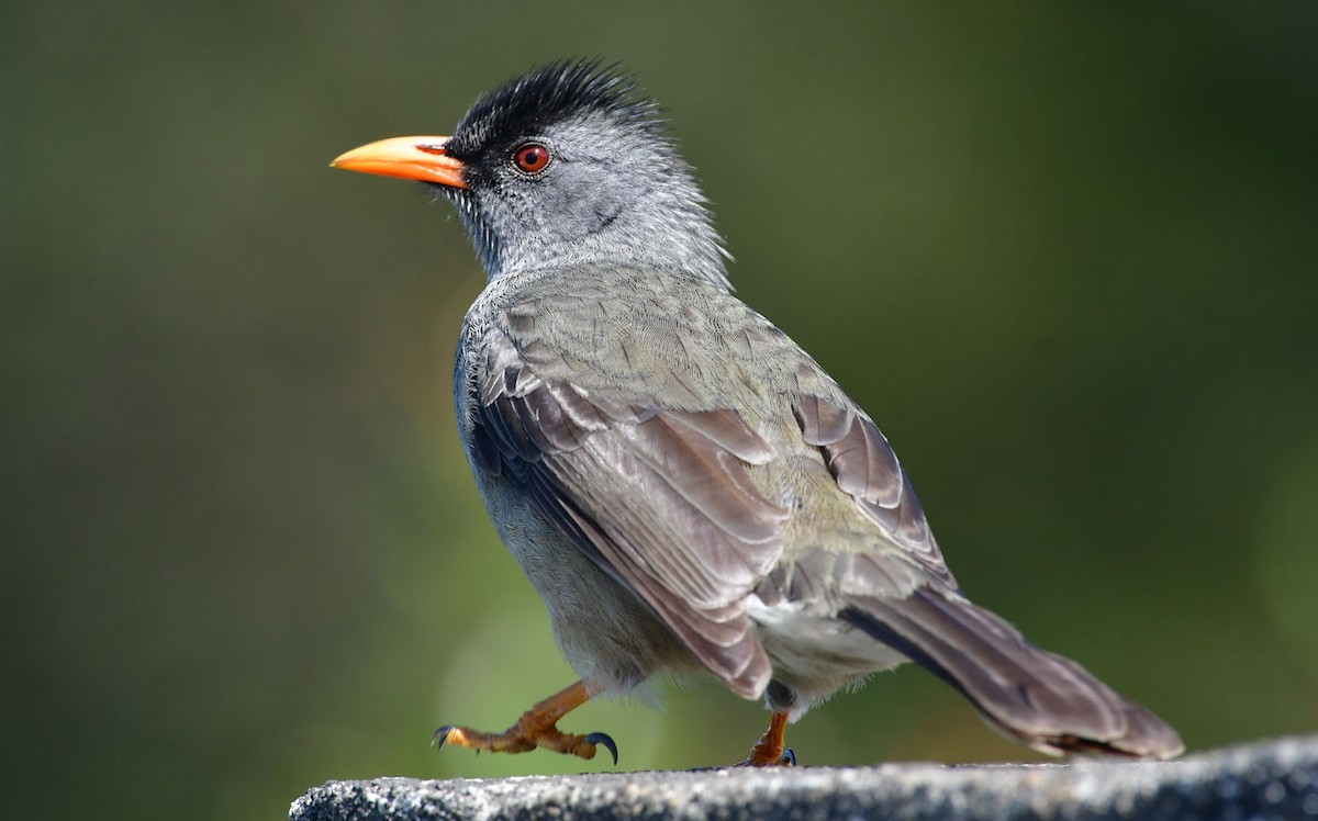 Mauritius Bulbul - Özgür Ekincioğlu