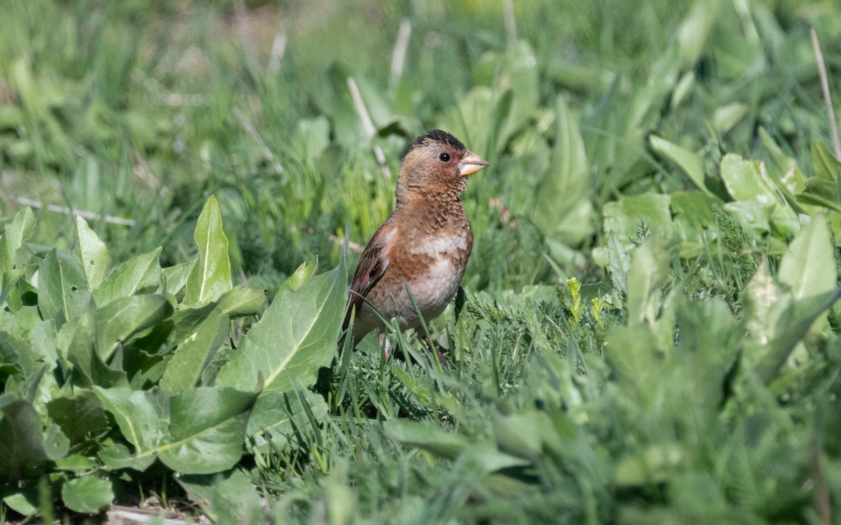 Crimson-winged Finch (Eurasian) - ML622208747