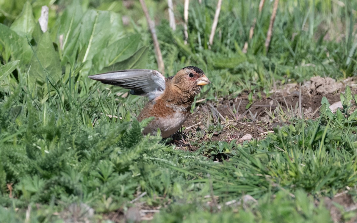 Crimson-winged Finch (Eurasian) - ML622208761