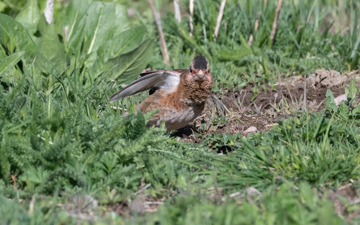 Crimson-winged Finch (Eurasian) - ML622208762