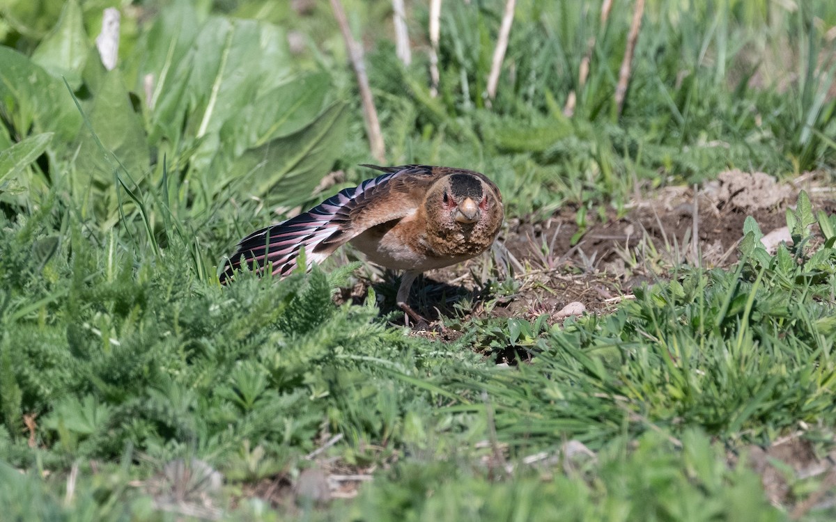 Crimson-winged Finch (Eurasian) - ML622208764