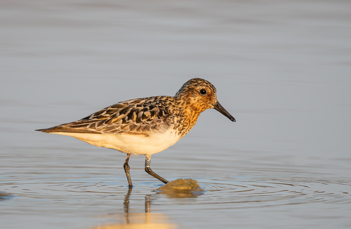 Bécasseau sanderling - ML622208771