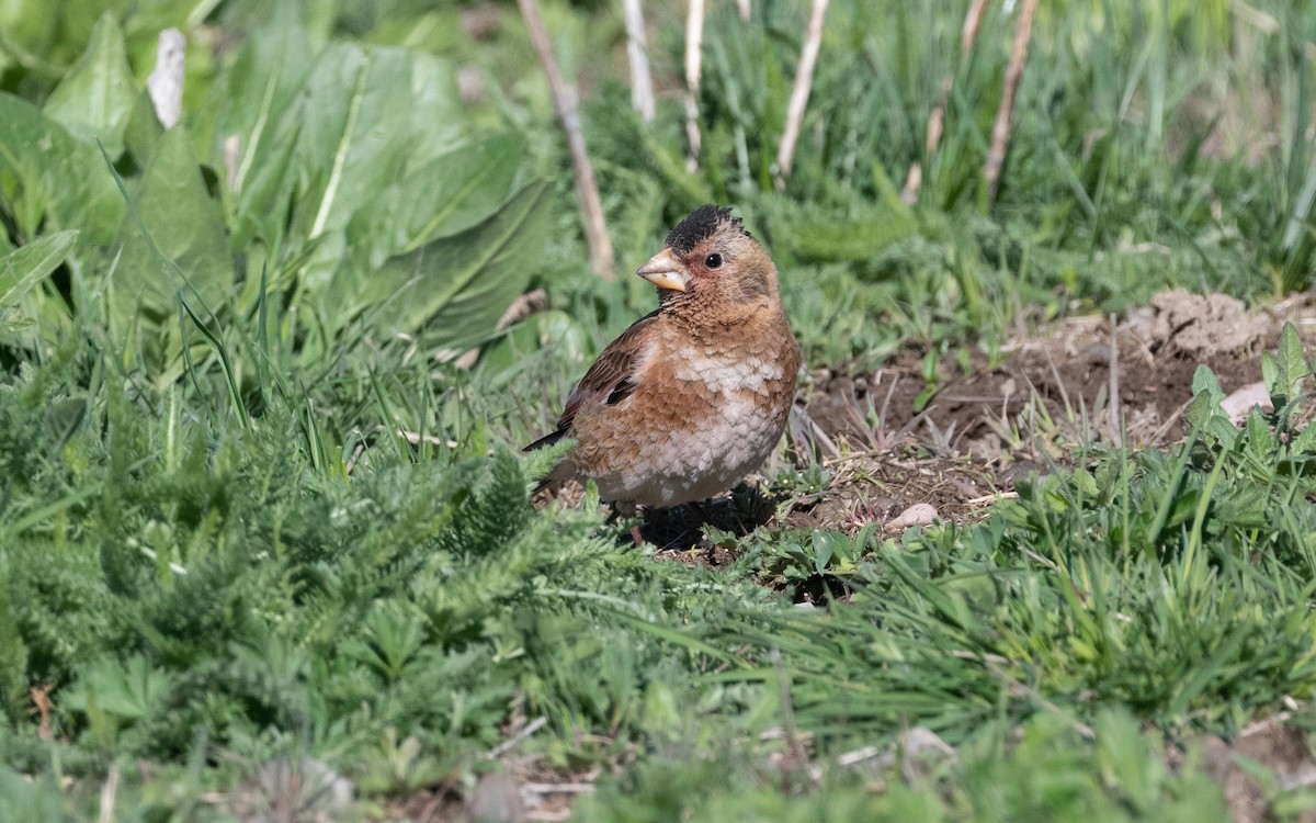 Crimson-winged Finch (Eurasian) - ML622208816