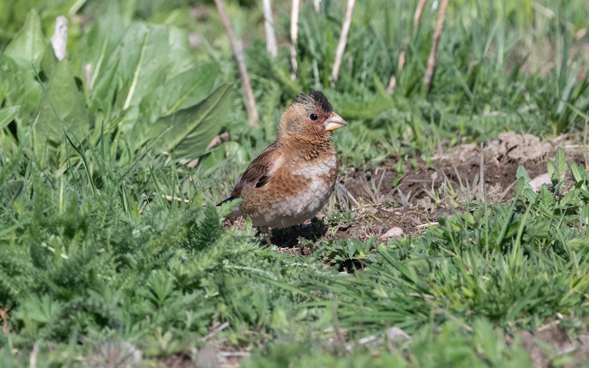 Crimson-winged Finch (Eurasian) - ML622208832