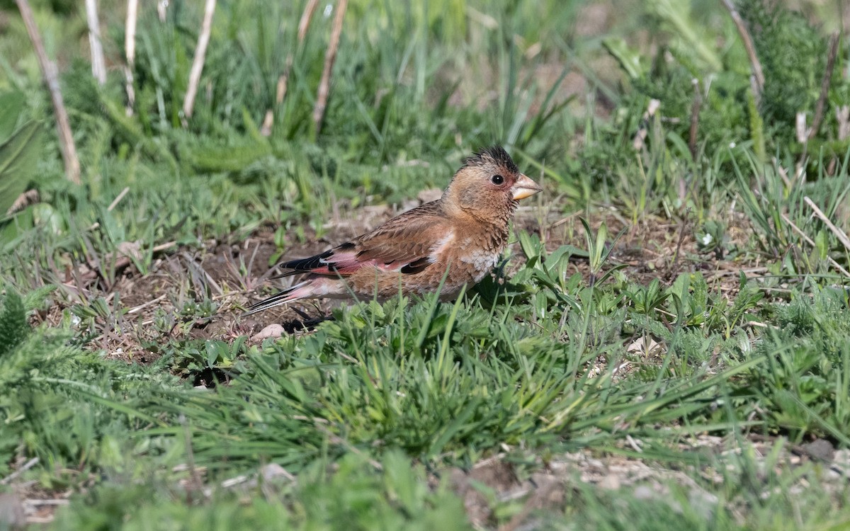 Crimson-winged Finch (Eurasian) - ML622208833