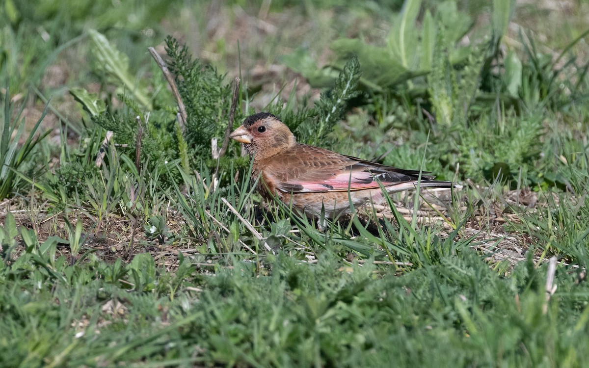 Crimson-winged Finch (Eurasian) - ML622208834