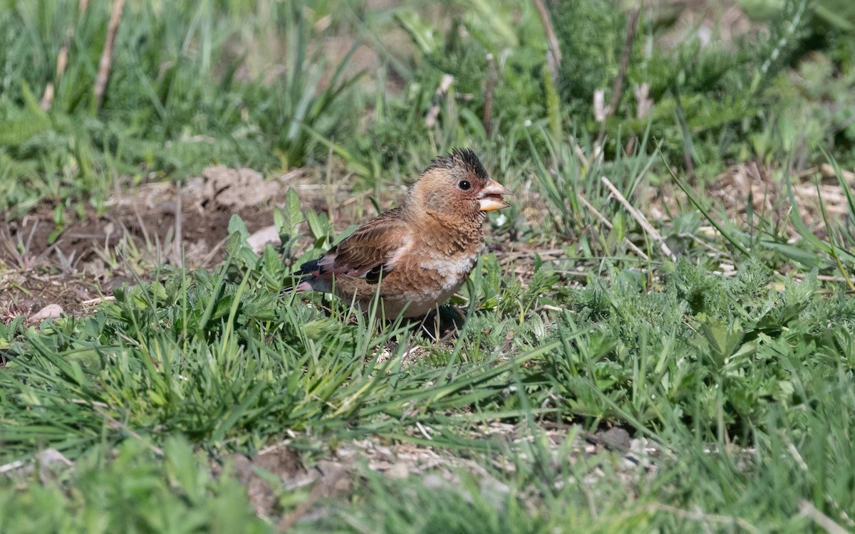 Crimson-winged Finch (Eurasian) - ML622208835