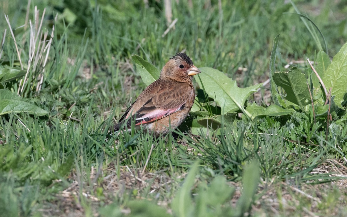 Crimson-winged Finch (Eurasian) - ML622208859