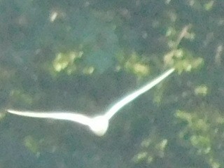 Forster's Tern - Charles Fredsall