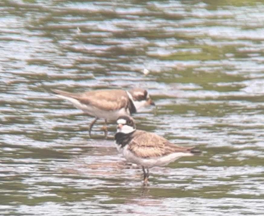 Semipalmated Plover - ML622208915