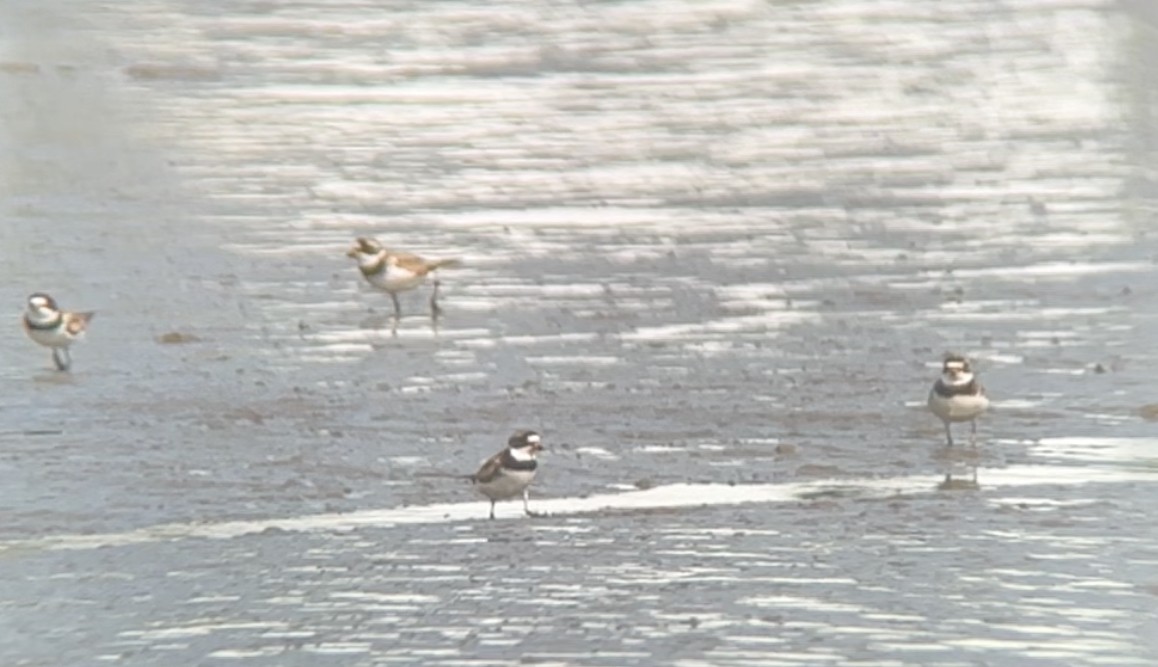 Semipalmated Plover - ML622208916