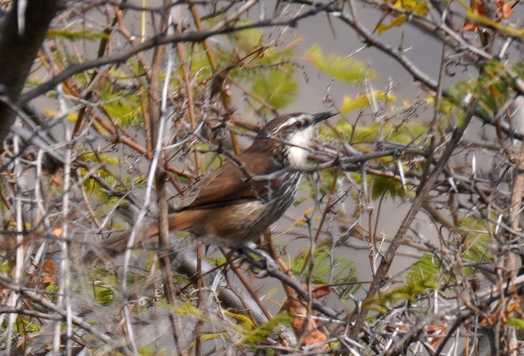 Great Spinetail - ML622208934