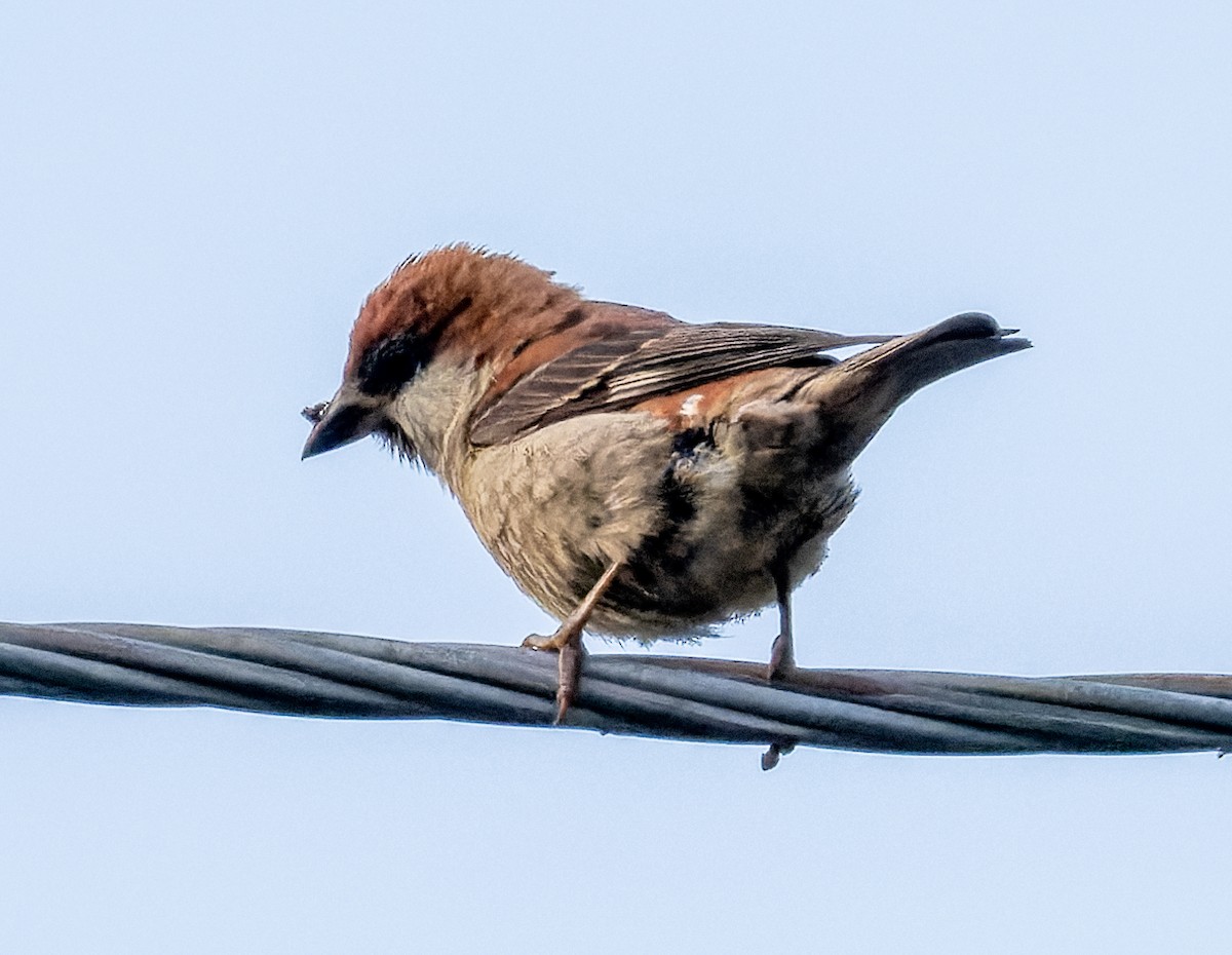 Russet Sparrow - ML622208954