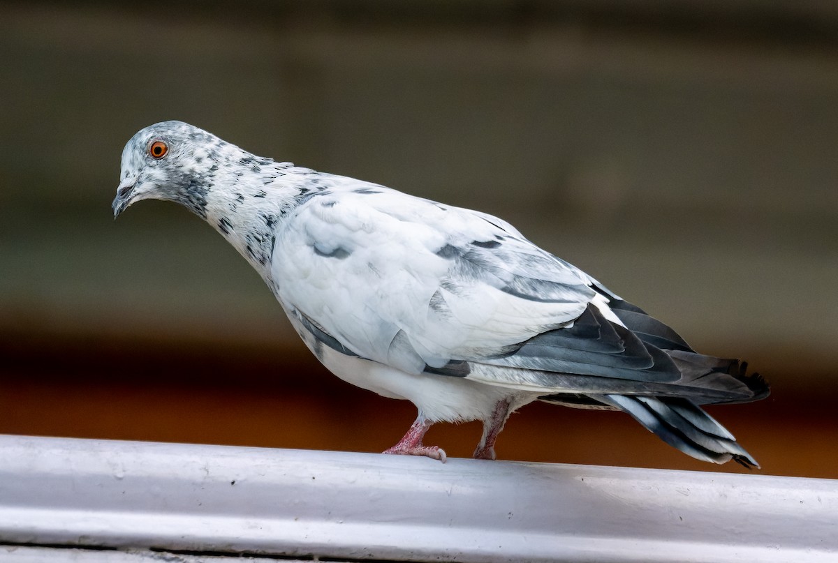 Rock Pigeon (Feral Pigeon) - ML622208968