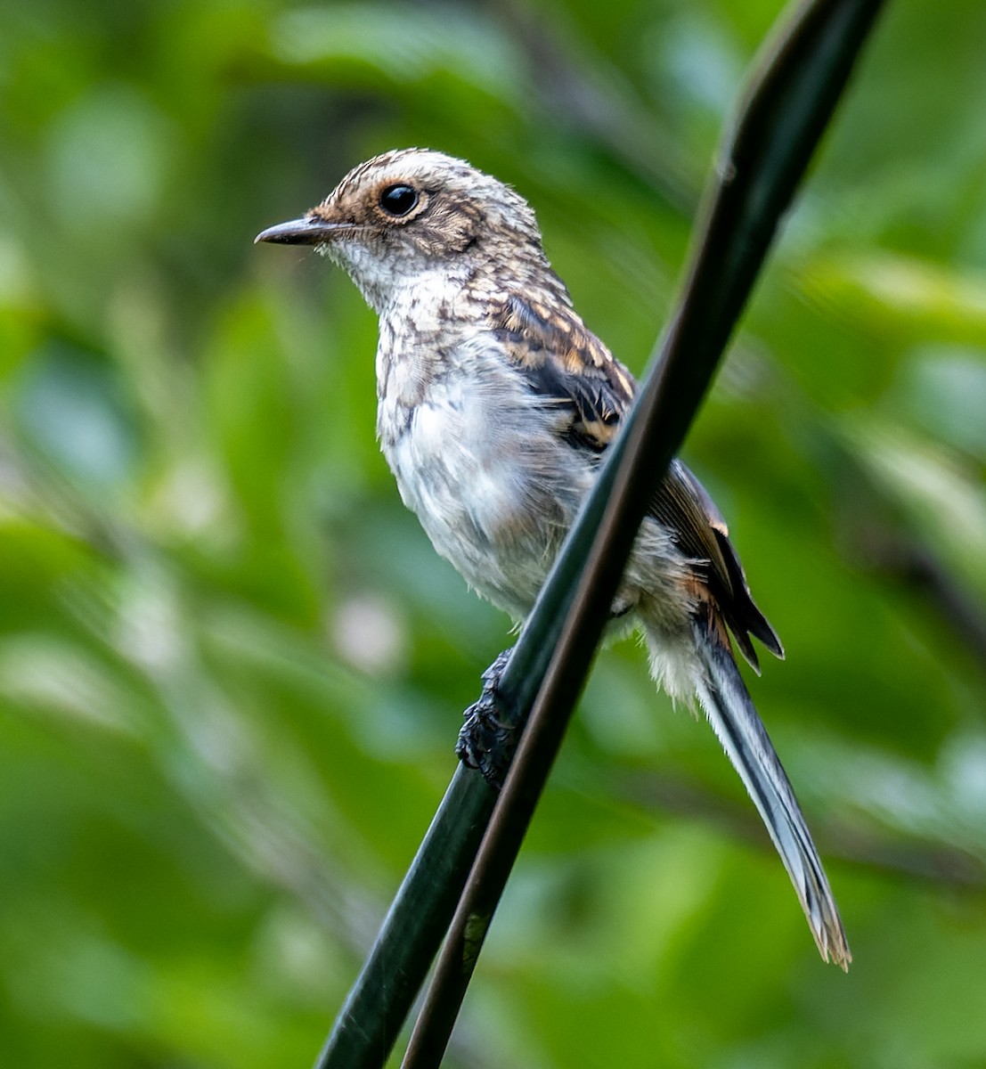 Gray Bushchat - ML622209004