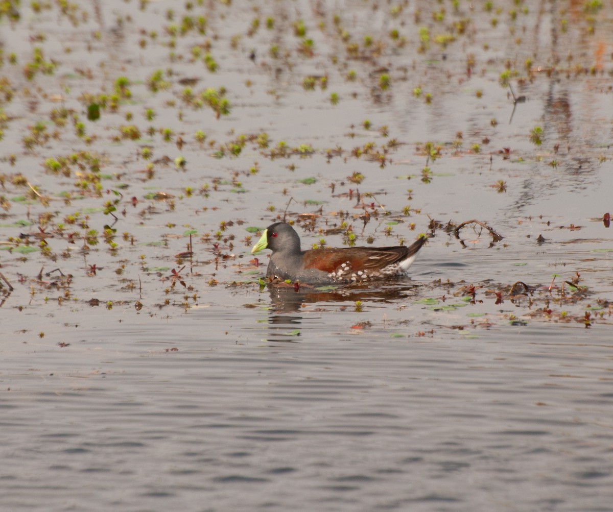 Spot-flanked Gallinule - ML622209162