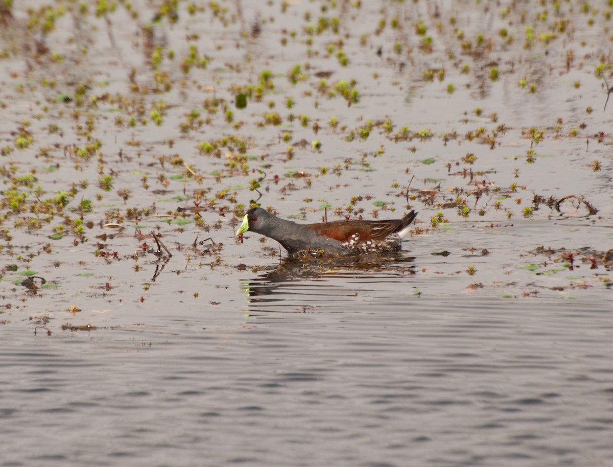 Gallinule à face noire - ML622209163