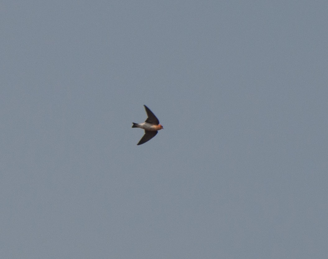 Tawny-headed Swallow - ML622209219