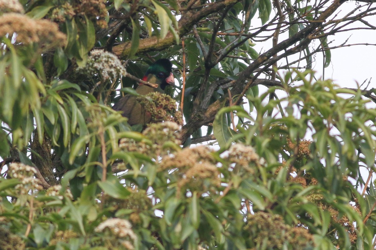 Rwenzori Turaco - ML622209234