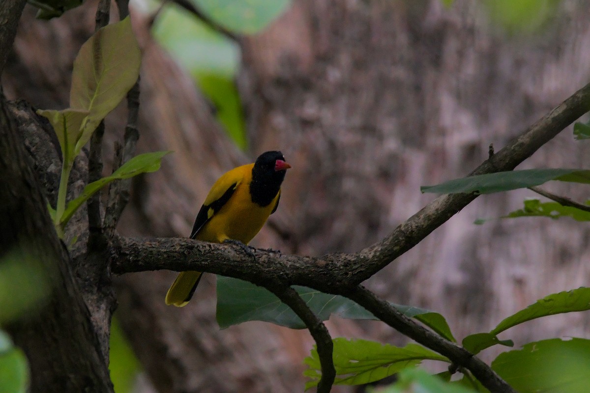 Black-hooded Oriole - ML622209235