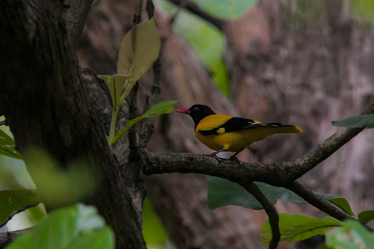 Black-hooded Oriole - ML622209236