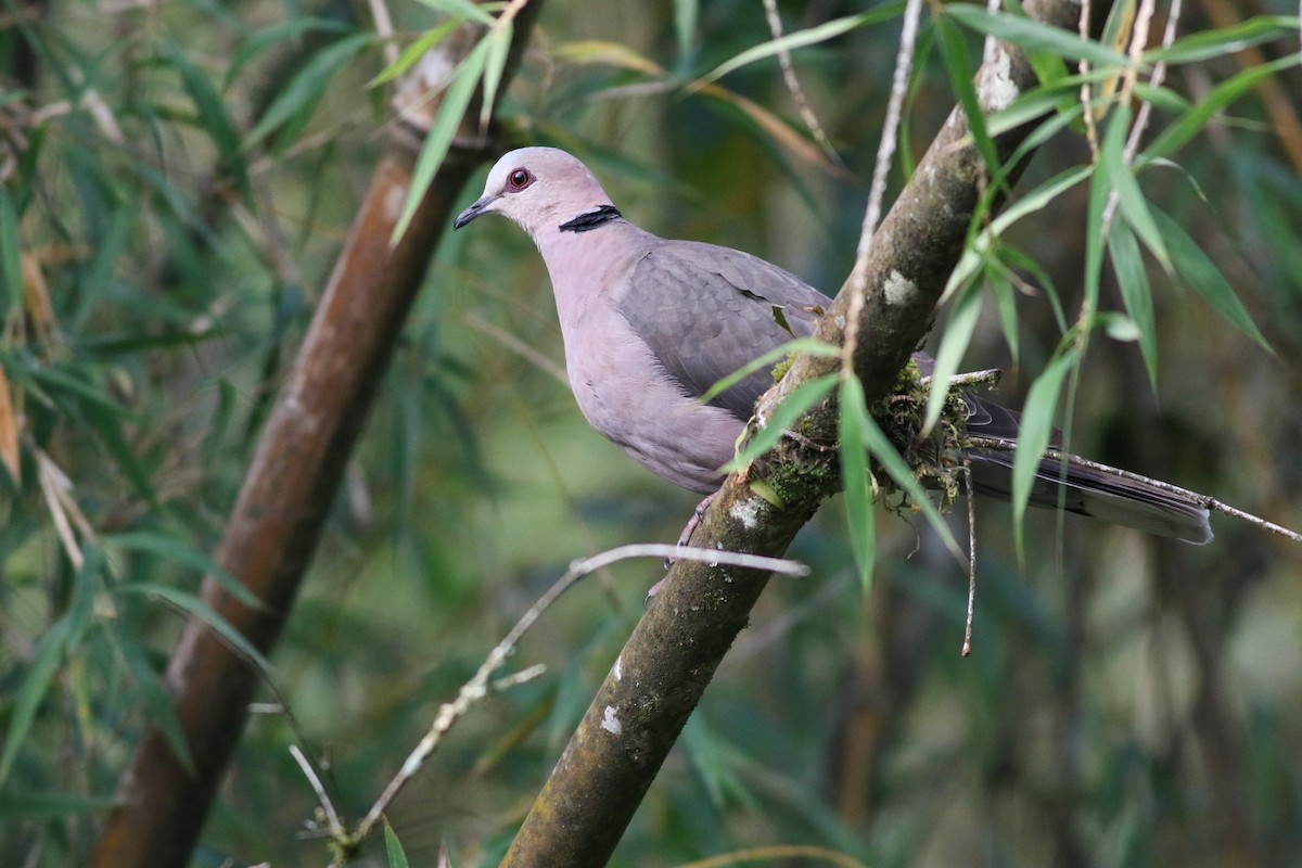 Red-eyed Dove - ML622209250