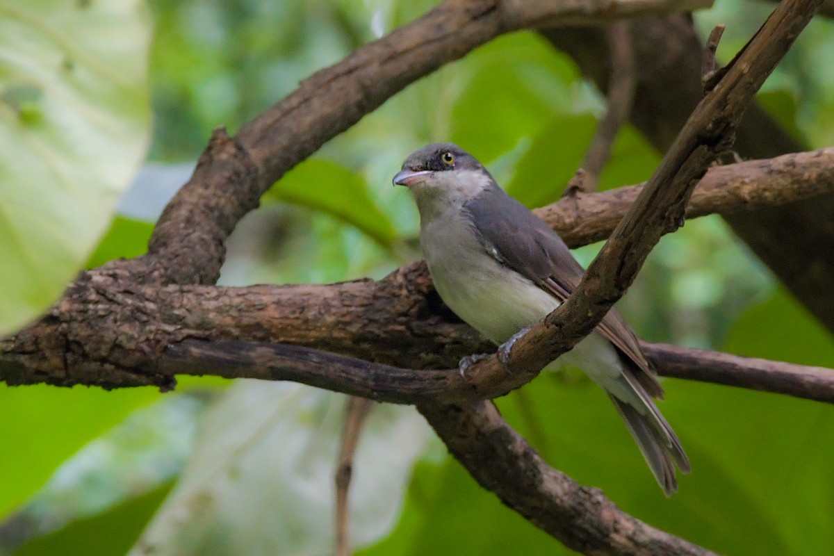 Malabar Woodshrike - ML622209252