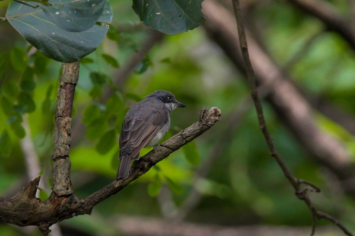 Malabar Woodshrike - ML622209254