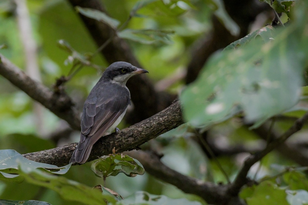 Malabar Woodshrike - ML622209255