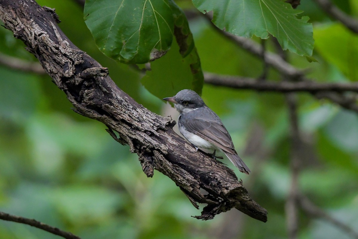 Malabar Woodshrike - ML622209256