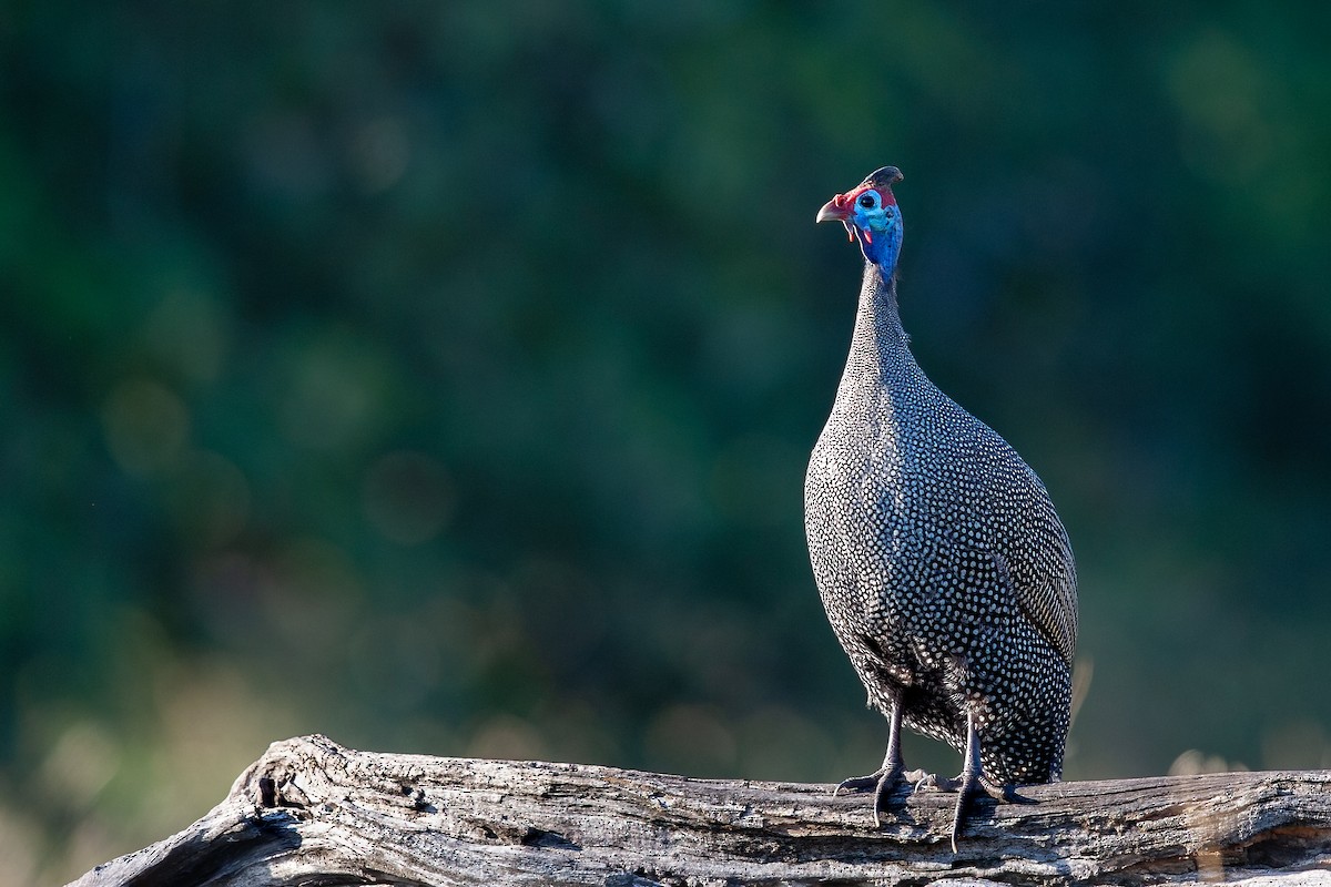 Helmeted Guineafowl - ML622209290