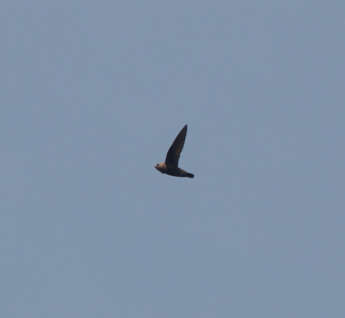 Great Dusky Swift - ML622209301